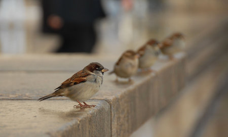 a  male sparrow (passer domesticus domesticu) in Paris. Behind him, three females sparrow, and a man...