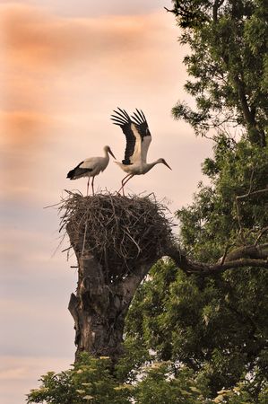 beginning of life for two white stork on their nestの写真素材