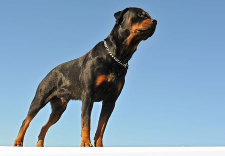 portrait of purebred rottweiler upright on a blue skyの写真素材