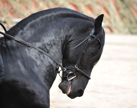 A black Friesian stallion withe a bridle and a bitの写真素材