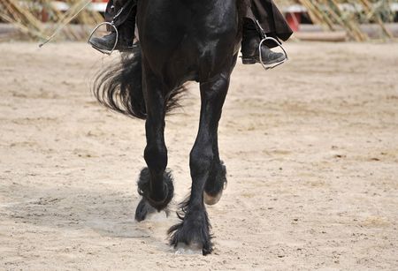 close up of the black Friesian stallion's pawの写真素材
