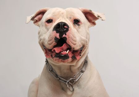 portrait of a purebred  american bulldog on a white backgroundの写真素材