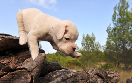 very cute white little puppy boxer in the natureの写真素材