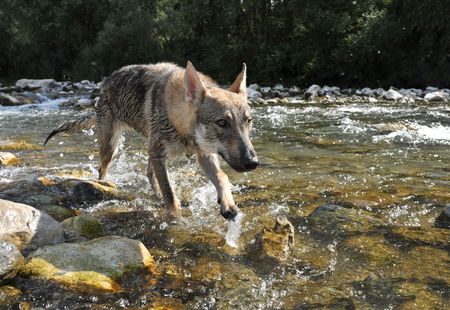 beautiful young wolf walking in a river の写真素材