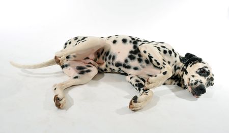 beautiful purebred dalmatian laid down on a white backgroundの写真素材
