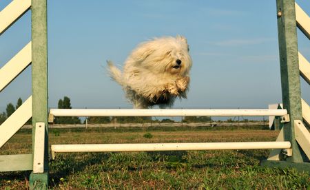 jumping purebred maltese dog in the morning sunshine の写真素材