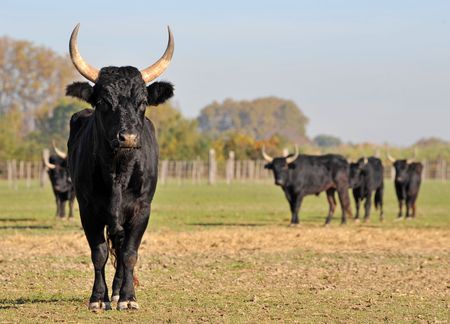 portrait of a purebred Camargue bull in a fieldの写真素材