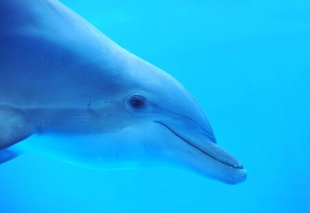 A dolphin swam up to the glass in an aquarium の写真素材