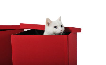 cute white cat playing in a red boxの写真素材
