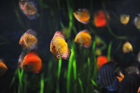 colorful tropical Symphysodon discus fishes in an aquarium の写真素材