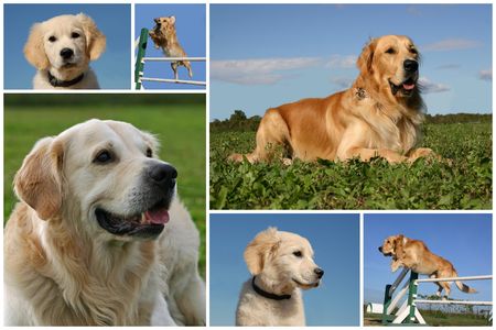 composite picture with purebred dogs and puppies golden retrieverの写真素材