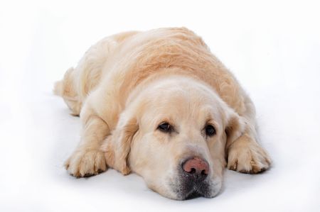 young golden retriever laying down on a white backgroundの写真素材