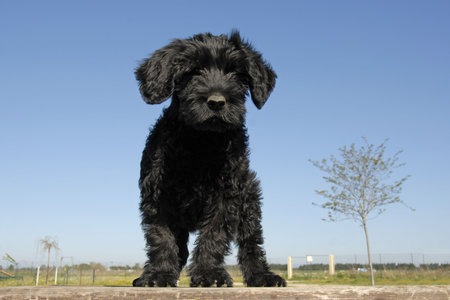 puppy purebred cao de agua or portuguese water dog upright on a table