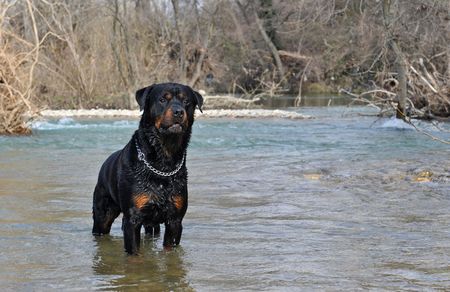 portrait of a purebred rottweiler in a river, winterの写真素材