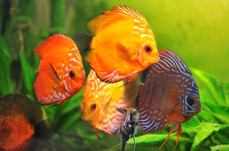group of a colorfull  tropical Symphysodon discus fishes in an aquariumの写真素材