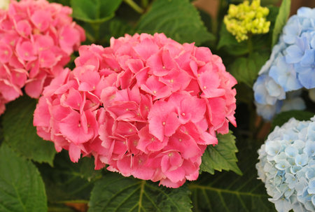 blossom of pink  Hydrangea (Hortensia) in a garden