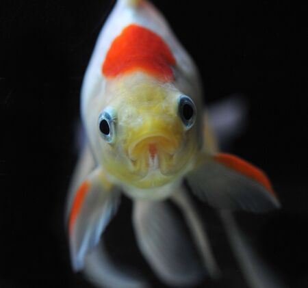 white and red goldfish in a dark backgroud in a fishtankの写真素材