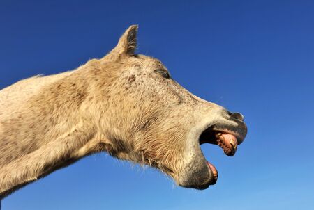 yawning white camargue horse on a blue skyの写真素材