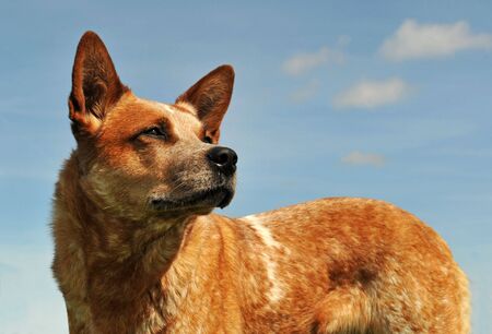 red australian cattle dog upright in a blue skyの写真素材