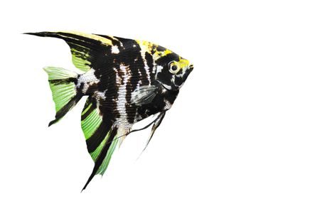 pterophyllum scalare with a group of symphysodon discus in a tankの写真素材