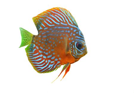 portrait of a blue tropical Symphysodon discus fish in a white backgroundの写真素材