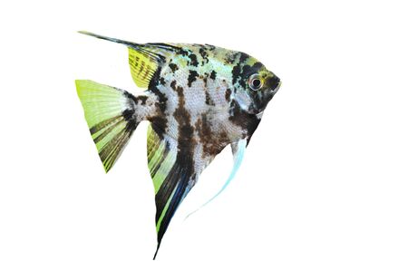 portrait of a pterophyllum scalare on a white backgroundの写真素材