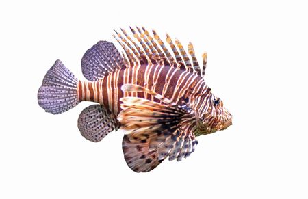 Red lionfish - Pterois volitans in front of a white background. の写真素材