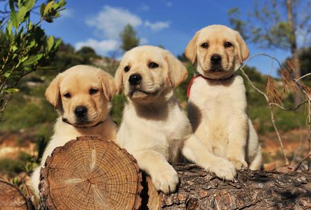 three purebred puppies labrador retriever on the wood, focus on the first.の写真素材