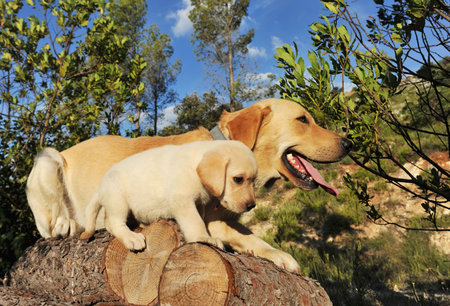 purebred puppy and adult labrador retriever on the wood.