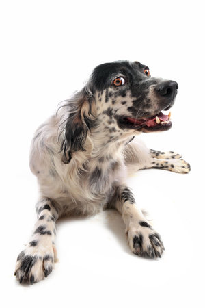 cute purebred english setter laid down in front of a white background