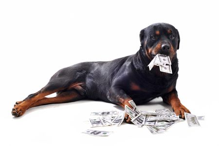 Funny rottweiler holds dollars in mouth, isolated white backgroundの写真素材