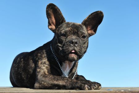 portrait of a puppy french bulldog on a blue skyの写真素材