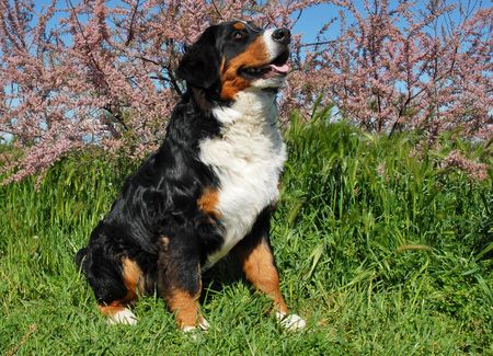 purebred bernese mountain dog sitting in the grassの写真素材