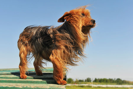 portrait of a purebred yorkshire terrier on a blue sky