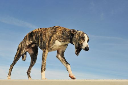 portrait of a purebred puppy whippet on a blue skyの写真素材