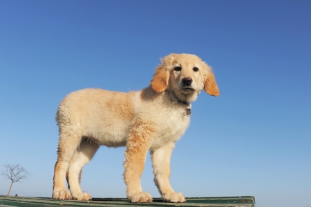 purebred puppy hovawart upright in front of blue skyの写真素材