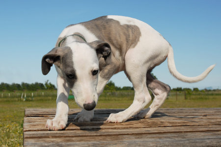 portrait of a purebred puppy whippet in a fieldの写真素材