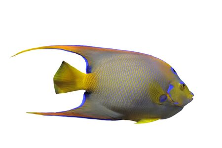 Queen Angelfish (Holacanthus ciliaris) in front of white backgroundの写真素材