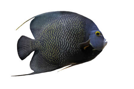 Pomacanthus Paru or french angel fish in front of a white backgroundの写真素材