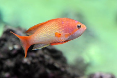 orange Anthias fish in a natural background