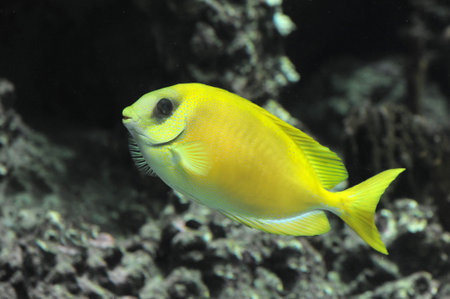 Coral rabbitfish (siganus corallinus) in a dark background