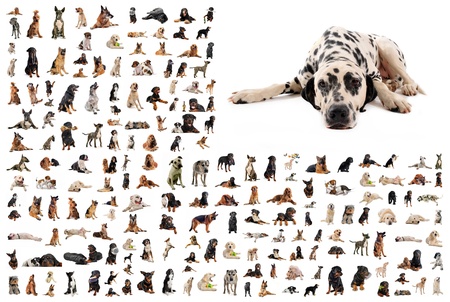 composite picture with dalmatian purebred  dogs in a white backgroundの写真素材