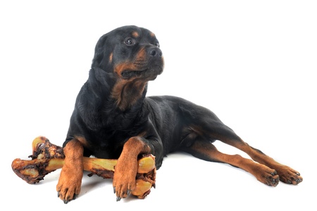 portrait of a purebred rottweiler with bone in front of white backgroundの写真素材