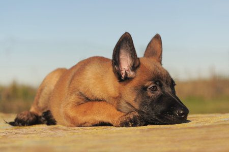 puppy  belgian sheepdgog malinois on a blue skyの写真素材