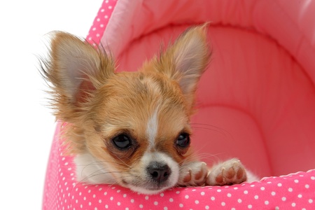 portrait of a cute purebred  puppy chihuahua in front of white backgroundの写真素材