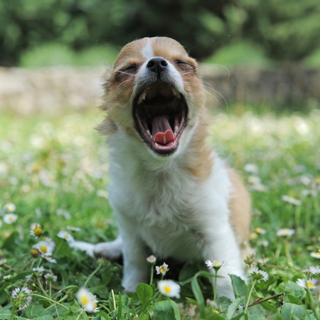 portrait of a yawning purebred  puppy chihuahuaの写真素材