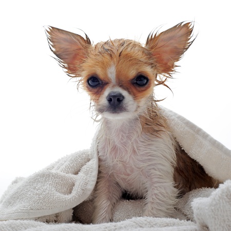 portrait of a wet purebred  puppy chihuahua in front of white backgroundの写真素材