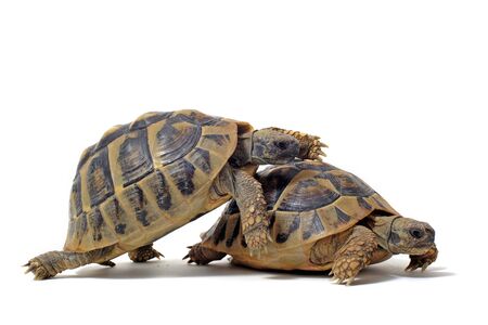 Two Testudo hermanni tortoises having sex on a white isolated backgroundの写真素材