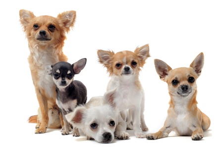 group of chihuahua  in front of white backgroundの写真素材