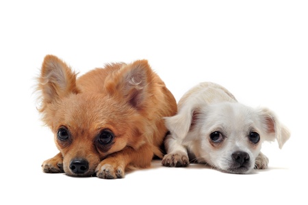 portrait of a couple of purebred  chihuahua in front of white backgroundの写真素材